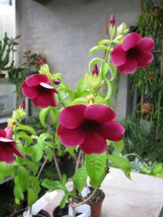 allamanda cathartica purple