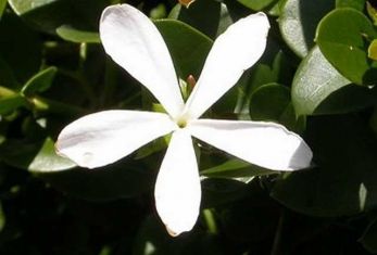 carissa grandiflora variegata