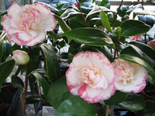 camellia "margaret davis"