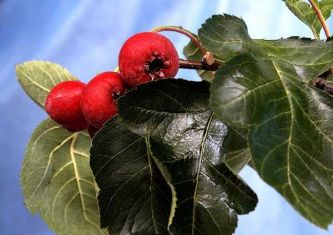 crataegus pinnatifida "big mao mao" - hloh peřenoklaný