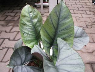 alocasia chaii - alokázie