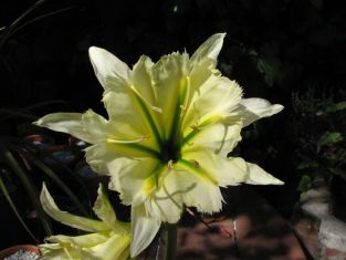 hymenocallis "sulphur queen"