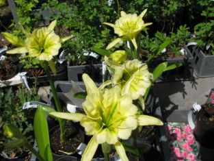 hymenocallis "sulphur queen"