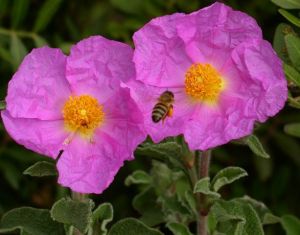 cistus incanus