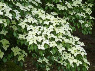 Cornus kousa "weisse fontaine"