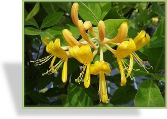 Tellmanniana lonicera