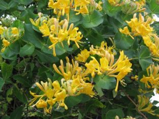 lonicera tellmanniana - zimolez, růže z Jericha