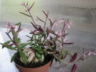 monadenium montanum ssp. rubellum