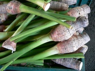 colocasia esculenta - kolokásie jedlá , taro