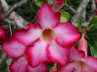 Adenium obesum "anouk" - pouštní růže
