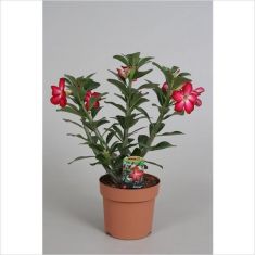 adenium obesum "anouk" - pouštní růže