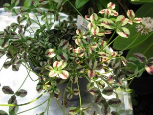 trifolium repens "red river"