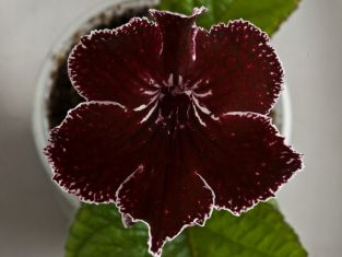 streptocarpus "bonaventure"