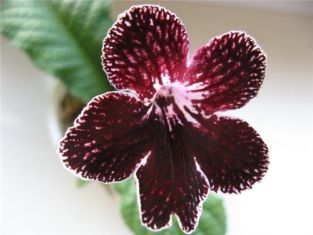 streptocarpus "bonaventure"