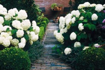 hydrangea arborescens "annabelle"