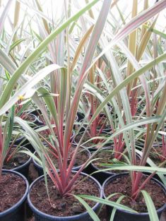 dracaena / cordyline "sundance"