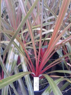 dracaena / cordyline "sundance"