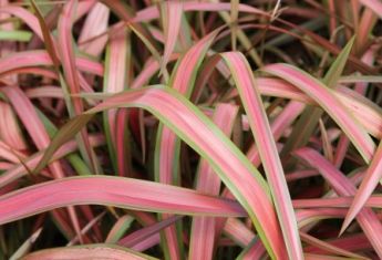 Phormium tenax "jester"