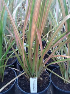 phormium tenax "jester"