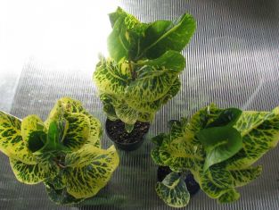 codiaeum / croton-orbicular leaf