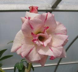 adenium obesum "sab jaren yellow"