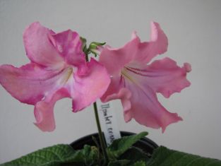 streptocarpus "prazdnik solnca"