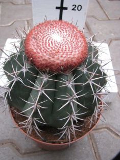 Melocactus matanzanus