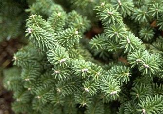 abies balsamea "nana" - zakrslá