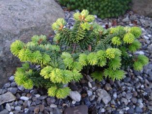 abies balsamea "nana" - zakrslá