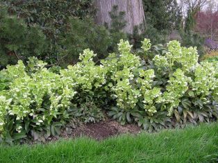 helleborus argutifolius
