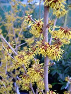 Hamamelis intermedia "westerstede"