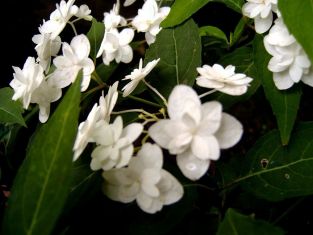 Hydrangea serrata "shiro fuji" - hortenzie pilovitá