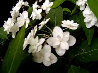 Hydrangea serrata "shiro fuji"