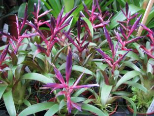 tillandsia "lei mora" - tilandsie