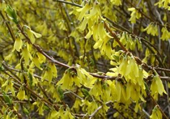 forsythia viridissima "kumson" - zlatice