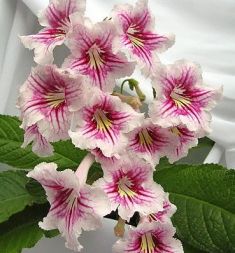 streptocarpus "smooched"