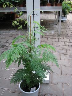 grevillea robusta - doubek