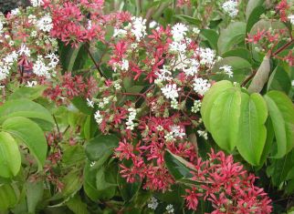 heptacodium miconoides