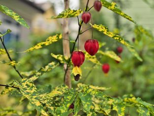 abutilon megapotamicum variegata