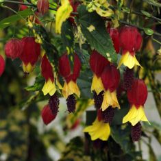 abutilon megapotamicum variegata