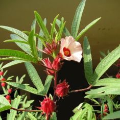 hibiscus sabdariffa