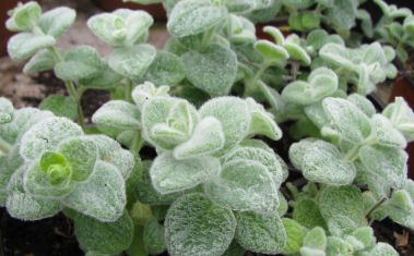origanum dictamnus
