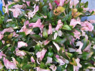 alternanthera red - rose