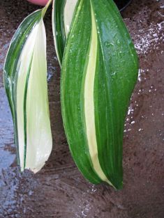 aspidistra variegated