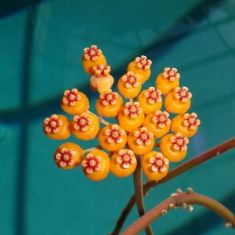 hoya waymaniae (long leaf)