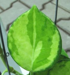 hoya australis variegata