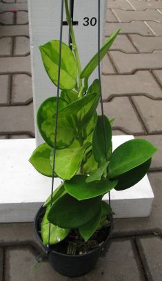 hoya australis variegata