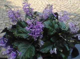 plectranthus "mona purple"