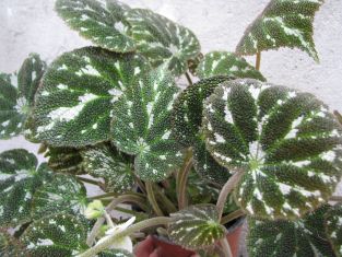 begonia pustulata