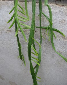 lepismium bolivianum